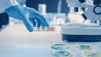 Scientist works with petri dishes with various bacteria, tissue and blood samples.